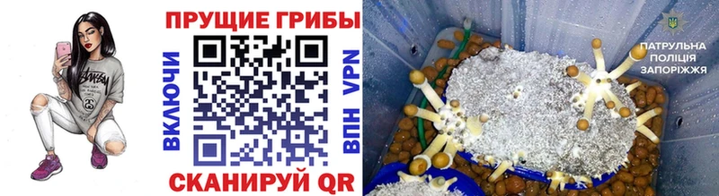 Псилоцибиновые грибы MAGIC MUSHROOMS  кракен маркетплейс  Ряжск 